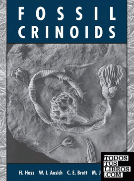 Fossil Crinoids