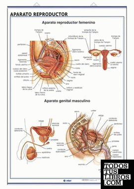 Aparato Reproductor / Embarazo y Ciclo Menstrual