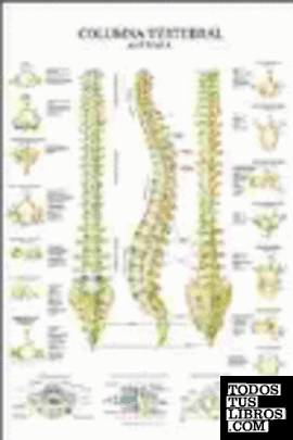 Columna vertebral