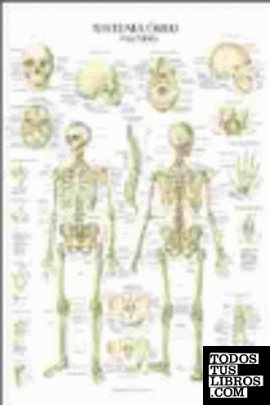 Sistema óseo