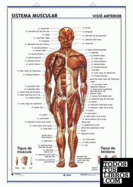 Sistema Muscular (visió anterior) / Sistema Muscular (visió posterior)