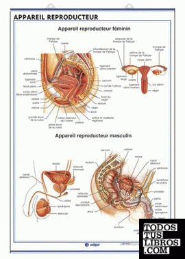 Appareil Reproducteur / Grossesse et Cycle Menstruel