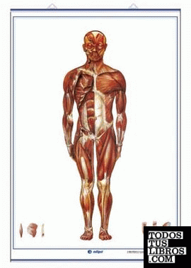 Sistema Muscular (visión anterior) / Sistema Muscular (visión posterior)