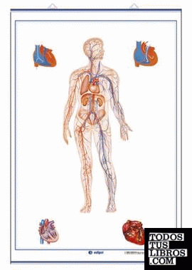Aparato Circulatorio / Aparato Respiratorio