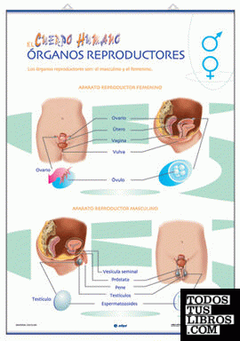 Órganos reproductores / Fecundación y gestación
