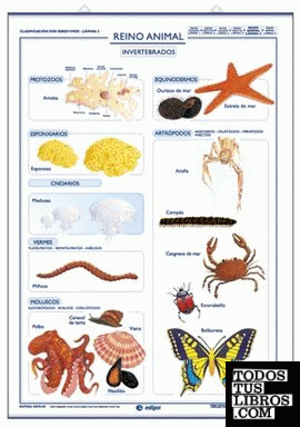 Reino Animal Vertebrados / Invertebrados