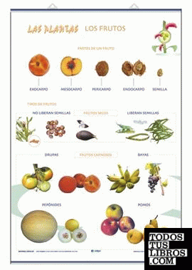 Los frutos/ Las plantas y sus utilidades